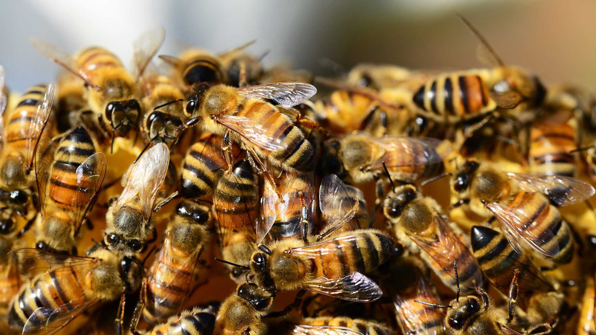 Bijen worden bedreigd door pesticiden