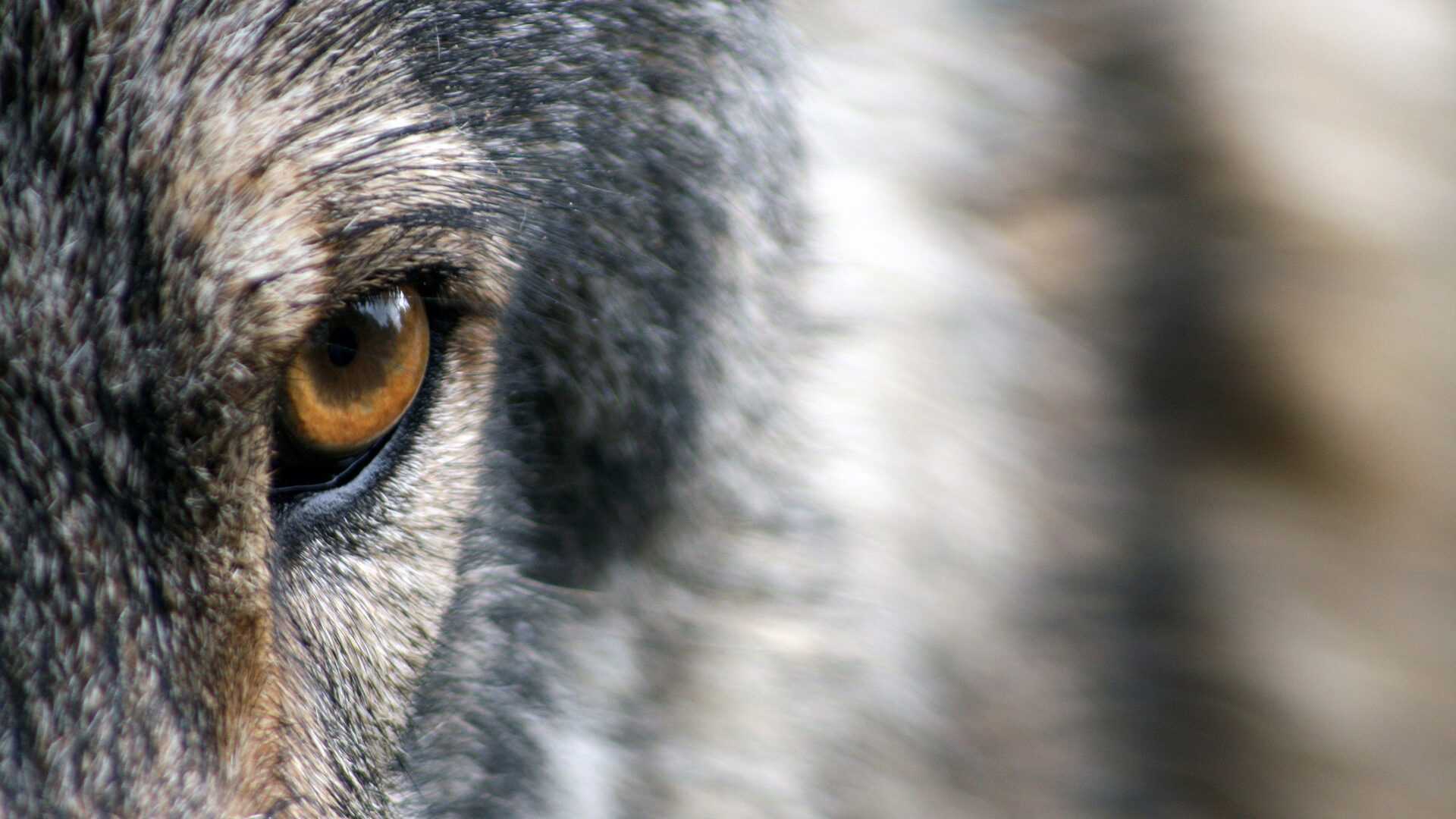 Wolf aangereden in Limburg