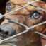 Illegale kwekerijen en handel in honden