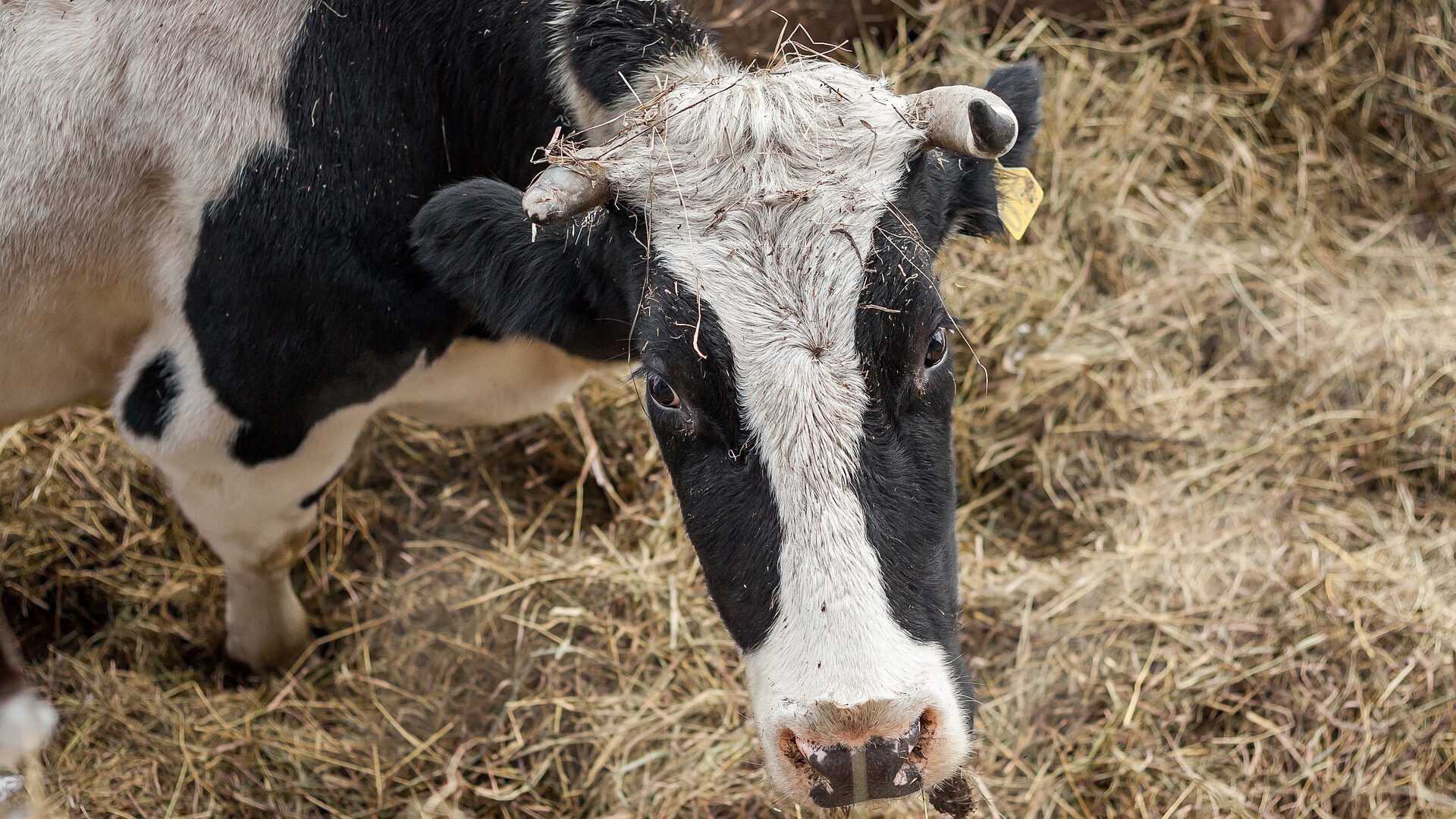 Dagelijks zestig dode koeien door zwerfvuil