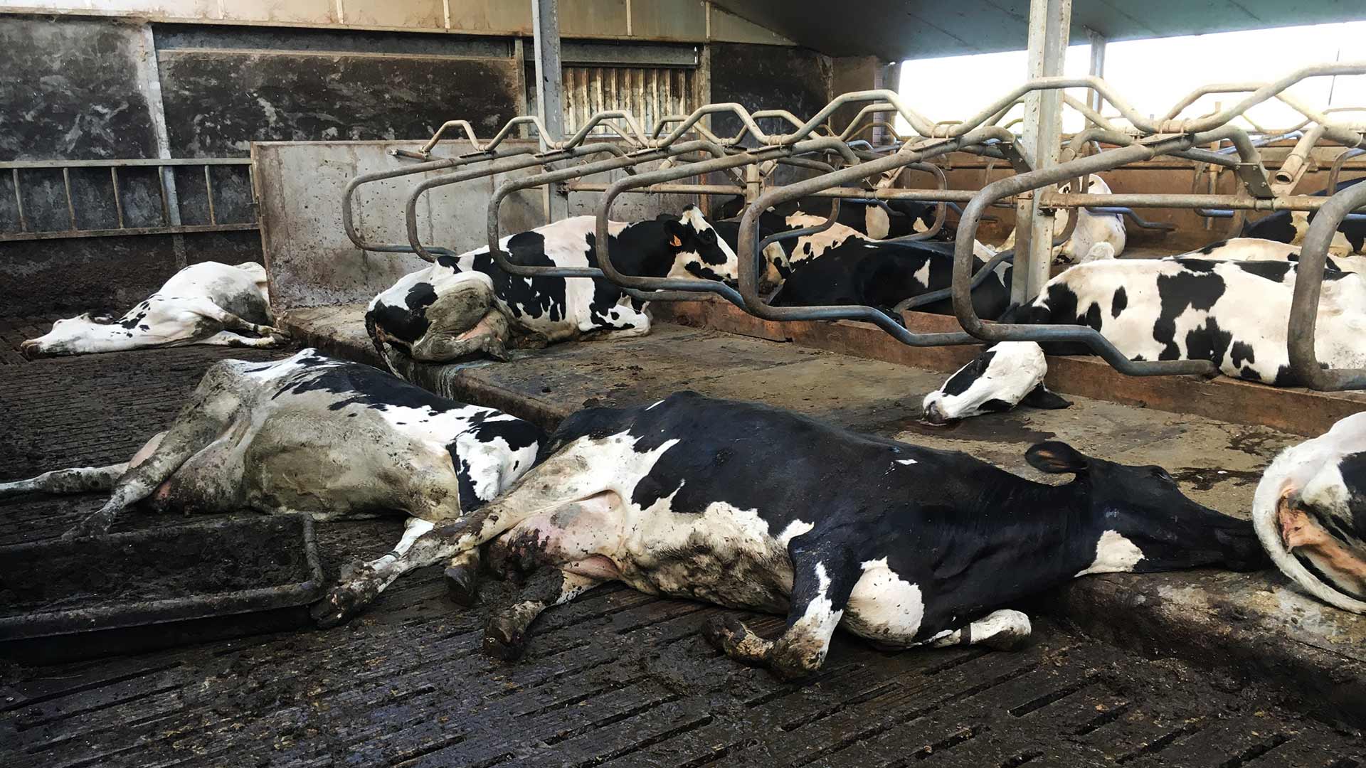Bijna 200 runderen gestorven aan botulisme