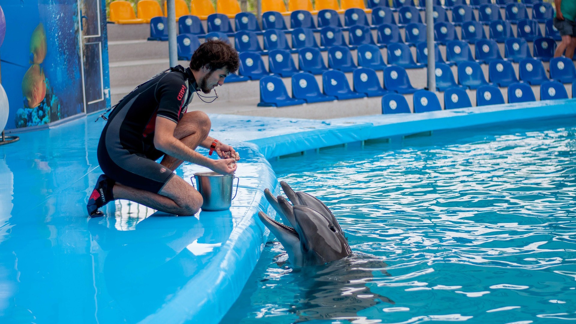 Weyts wil geen dolfijnen in gevangenschap