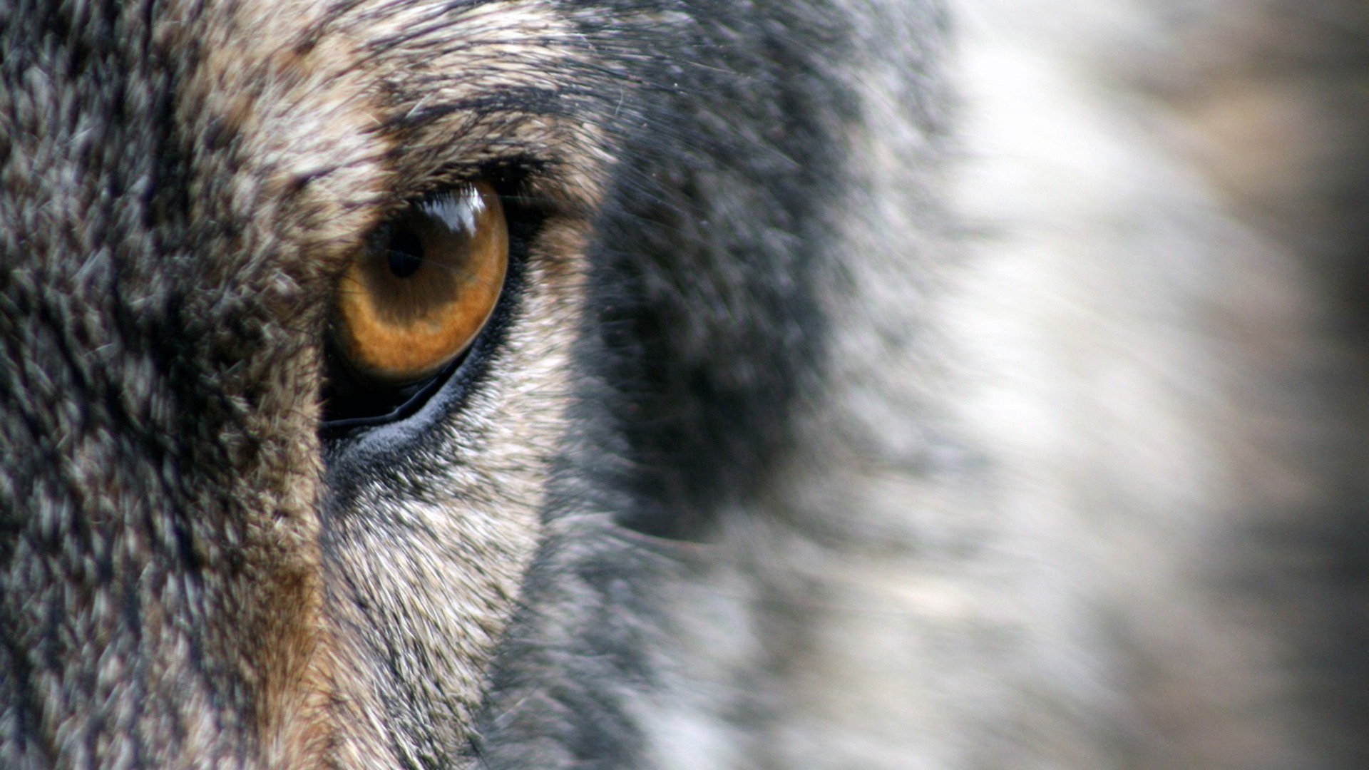 Maatregelen tegen wolvenschade