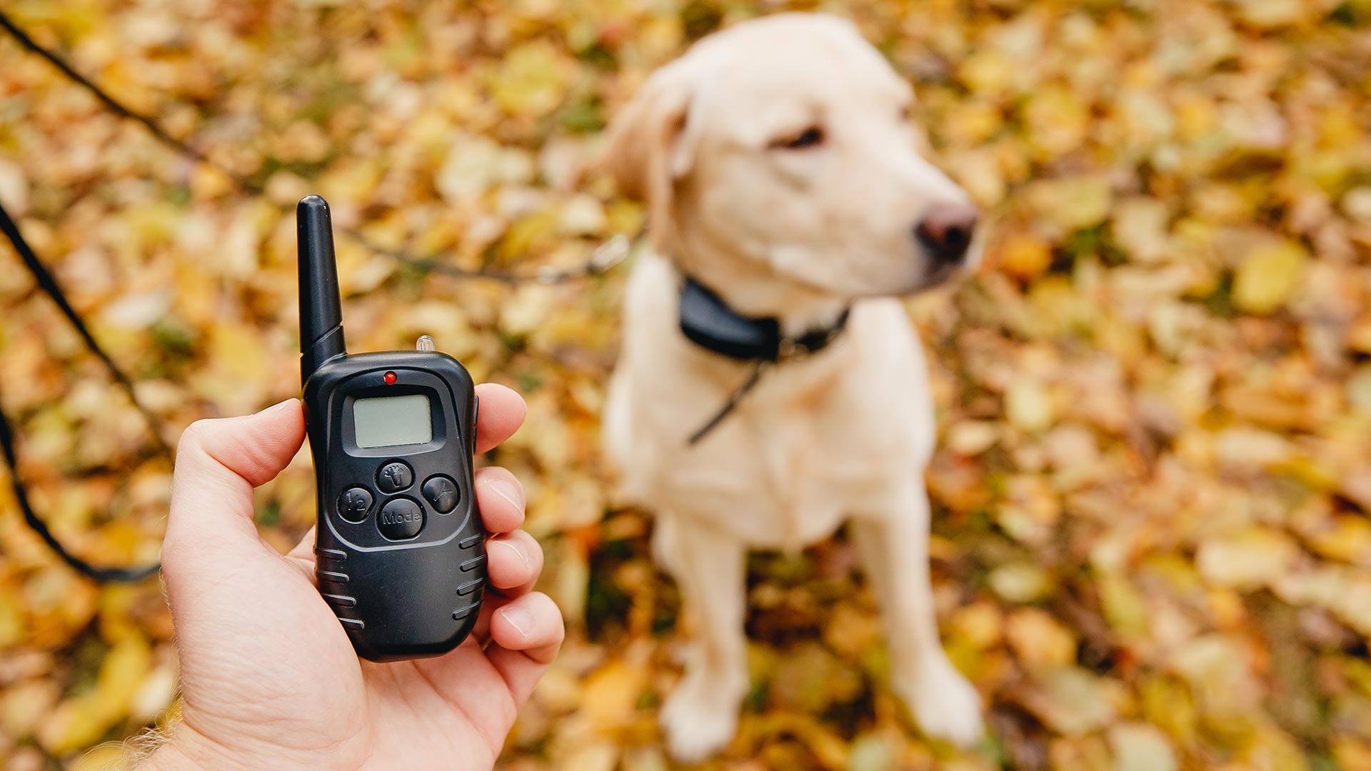 Het uitblijven van het verbod op elektrische halsbanden honden - Vlaams Parlement TV