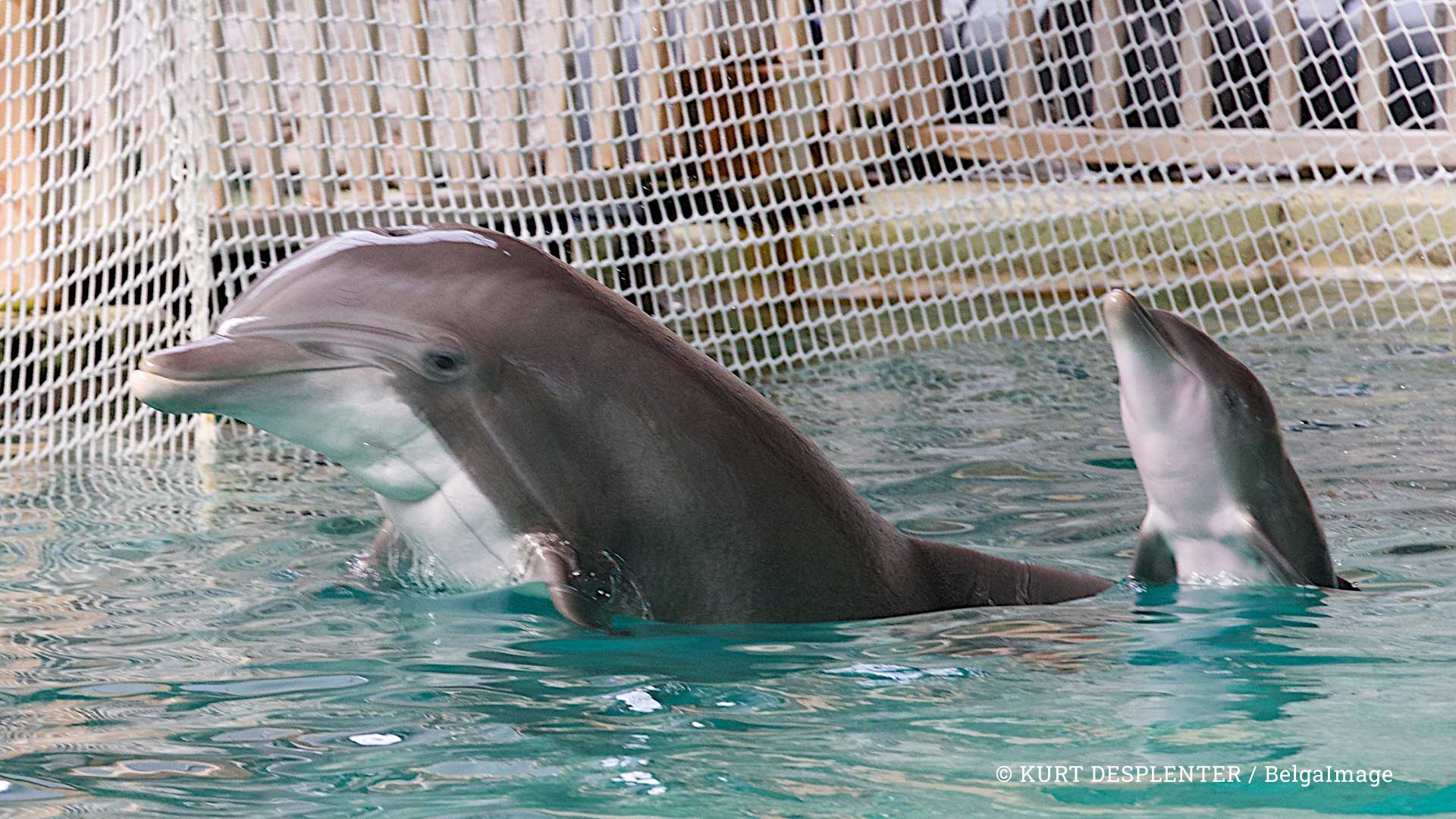 In een dolfinarium leven dolfijnen in gevangenschap, maar het bestaande dolfinarium beschikt niet over de ruimte die deze dieren nodig hebben.